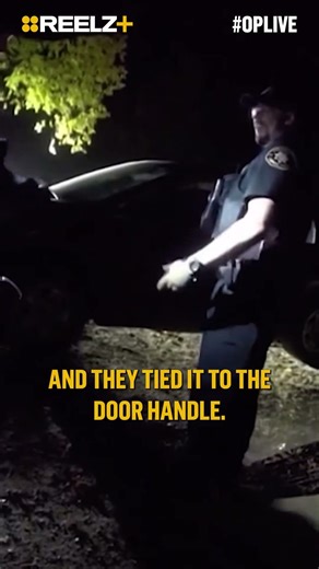 Yogi Bear Breaks Into Car and Ends Up Trapped Inside