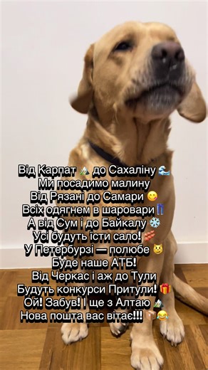 Гумор з хвостиком: Лабрадор та веселі вірші