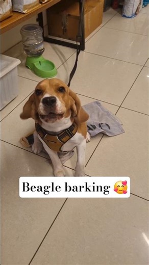 Beagle barking cutely🥰🐶