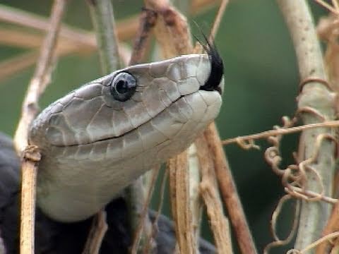 Black Mambas 15, Mamba vs Humans