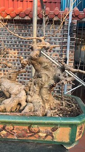Trực hoàng biết là lại nhiều như cứ để đó | Đất Việt Thần Đồng