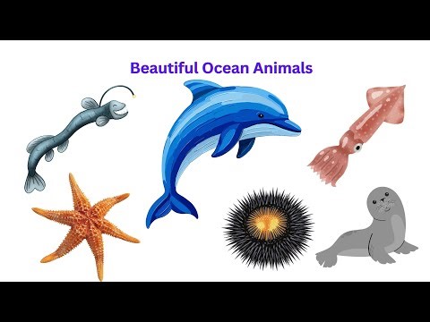 Ocean Life Discovery | 100 Sea Creatures to Learn and Enjo