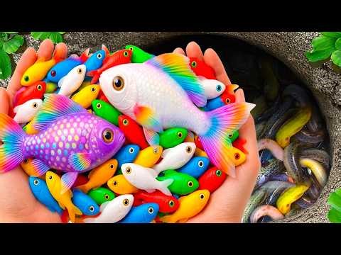 Awesome Catch Colorful Aquarium Fish In Small Pond, Galaxy Betta, Seahorse, Koi, Pencil Fish, Turtle