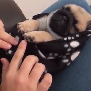 13K views · 385 reactions | The cutest pug sleeping Via @thispugcalledlink | Pug Lovers Express | Facebook