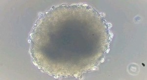 Bioscience & Biotech Education on Instagram: "Cardiomyocytes are cells that make up the heart muscle/cardiac muscle. As the chief cell type of the heart, cardiac cells are primarily involved in the contractile function of the heart that enables the pumping of blood around the body."