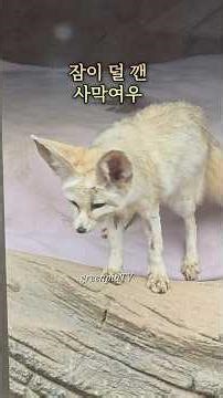 귀여운 사막여우, 서울대공원
