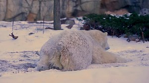 Brookfield Zoo Chicago pledges support for polar bear conservation