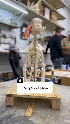 The more you know 💫 #pug #dogs #skeleton #themoreyouknow #breeding #genetics #animalchiropractic