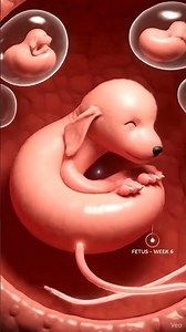 How a Puppy Grows Inside the Mother Dog Full Pregnancy in 8 Seconds Realistic 3D Animation