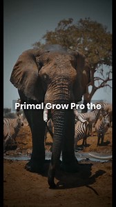 Dive into a world where confidence & satisfaction meet! 🌟 Primal Grow Pro unlocks your true potential with a secret 2,000-year-old formula. Gain 3 inches in 30 days, boost stamina & step into your power. Over 64,000 men can't be wrong. Ready for a change? 🚀 Let's redefine manhood together! https://primalgrowpro24.com/text.php#aff=Linvilleland | Affiliate Marketing