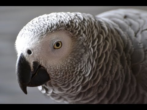 Parrot Aggression: Dealing With One-Person Birds