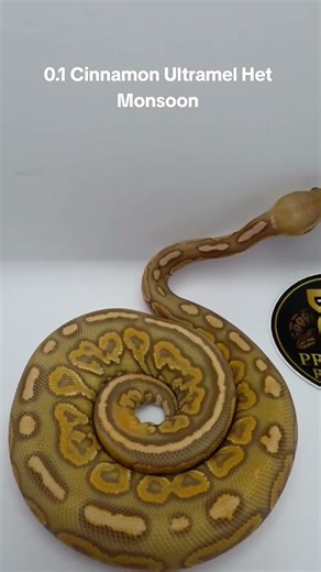 0.1 Cinnamon Ultramel Het Monsoon. Reptilis Music by: @snake_man_pat #ballpython #snake #shorts