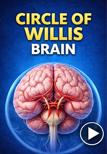 Understanding the Circle of Willis: Anatomy & Function