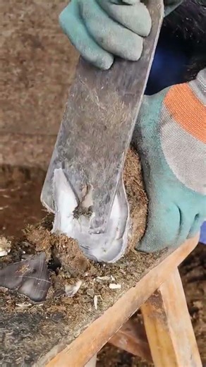 Satisfying Donkey Hoof Trimming #asmr #donkey #farrier #hooftrimming #satisfying #oddlysatisfying