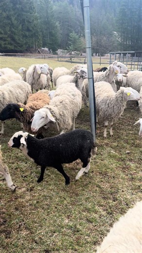 Understanding the Maremmano Abruzzese Sheepdog