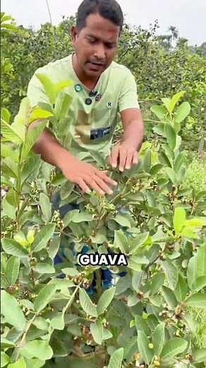This Simple Guava Trick Can Boost Fruit Production! 🌱