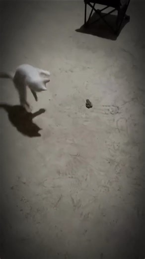 Cat vs Frog: Epic Playtime Battle! #cat #funnyanimal
