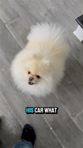 If a stranger offers you peanut butter 🥰 cute puppy dog 🐶 #cute #puppy #dog #pomeranian #shorts