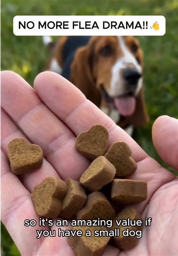 These chews make it easy and safe to repel fleas and ticks on dogs! #fleaprevention #tiktokshopstockup #sohochic Dog Flea & Tick Chews: Natural Prevention Say goodbye to fleas and ticks with these convenient and safe chewable supplements for dogs. Inspired by a viral TikTok tip, these chews harness the power of brewer's yeast, a natural ingredient praised for its effectiveness in repelling fleas. Unlike harsh chemical treatments, these chews offer a gentler approach to flea and tick control. For