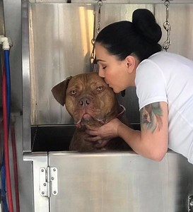 Learning Online - Dog Grooming School - Pet Grooming Services