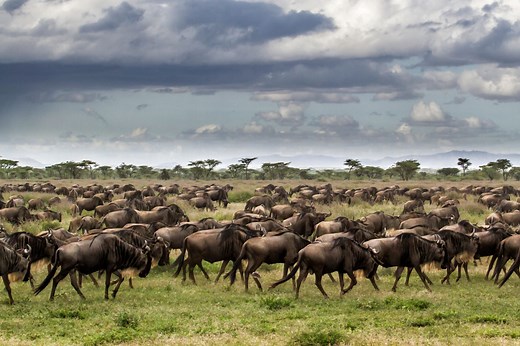 La Gran Migración de ñus - Una de las 7 nuevas maravillas