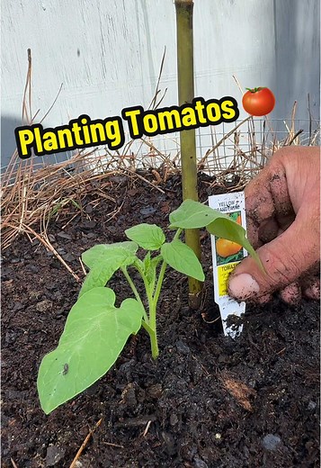 Planting Tomatoes: A Guide to Growing Healthy Plants