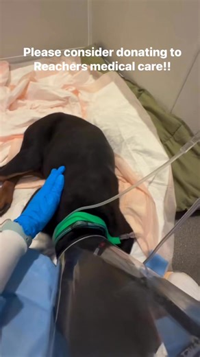 R.E.A.L. Rottweiler Rescue on Reels