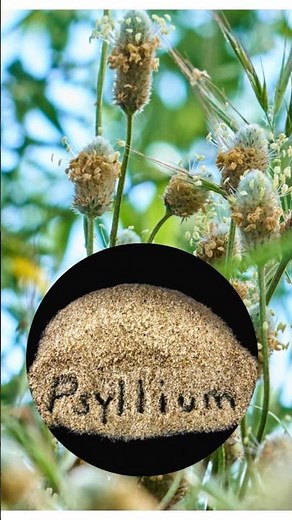 Psyllium Husk: A Natural Laxative and Fiber Supplement for Improved Digestive Health?
