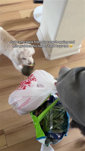 Milo's Joyful Grocery Shopping Experience