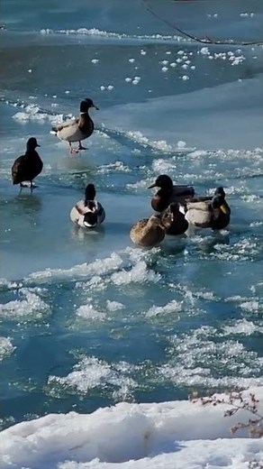 Ducks landing on ice funny sliding & walking #shorts