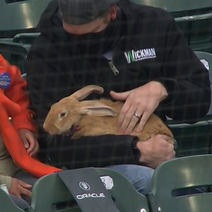 Looks like a one-hopper 😏 Come on then, let's have your rabbit baseball puns 👇 #MLB #Baseball #MLBEurope | MLB Europe