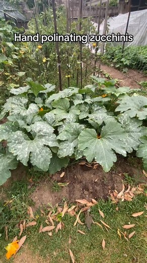 Sydney Backyard Veggies | Hand pollinating zucchinis to maximise your harvest #sydneybackyardveggies #gardening #growyourown | Instagram