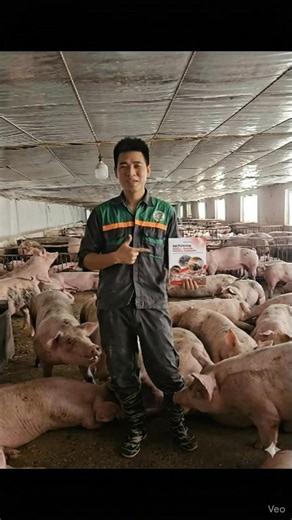 📘 “MODERN SCIENTIFIC EFFECTIVE SUSTAINABLE PIG FARMING” na nakasulat sa wikang Filipino. 🌟 Ang aklat na ito ay inihanda mismo ng mga dalubhasa sa pag-aalaga ng baboy upang gabayan ang mga Pilipino sa pinaka-epektibong paraan ng pagpapalaki ng baboy. 👉 Dito mo matutuklasan ang mga sikreto ng mga pig farmer na tuloy-tuloy ang kita: 🔷 Kulungang may tamang biosecurity laban sa sakit 🔷 Paano pumili ng tamang biik na hindi sakitin 🔷 Feeding ratio na nagpapabilis ng pagbigat 🔷 Epektibong paraan 