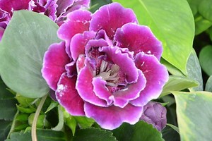 Conoce los cuidados y características de la Gloxinia