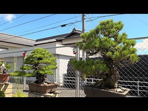 Types and Styles of Bonsai | 盆栽の種類や樹形