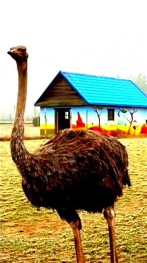 ostrich video ! ostrich sound ! bird sound ! ostrich calling #shorts #short #youtubeshorts #ostrich