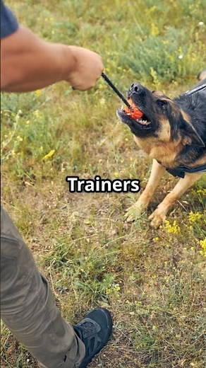 How Bomb-Sniffing Dogs Save Lives!