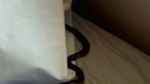 Venomous Snake in Bed Turns Self in When Reptile Wrangler Arrives