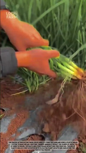 Best Hand Tool for Harvesting Spring Onions and Leeks | Farm Gadgets 2026