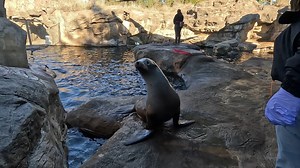 13K views · 318 reactions | Aquarium staff are always coming up with unique ways to keep the animals in their care active, both in body and mind. Asking for certain behaviors gets those gears turning and gives staff the chance to observe any changes in an animal’s choices or abilities! #Enrichment #EnrichmentDay #OregonCoast #OregonCoastAquarium | Oregon Coast Aquarium | Facebook