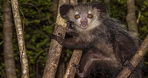 Aye-Aye: Madagascar's Unique Lemur