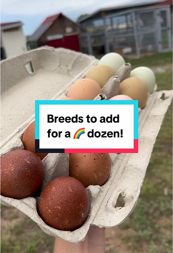 Diverse Chicken Breeds for Colorful Egg Cartons