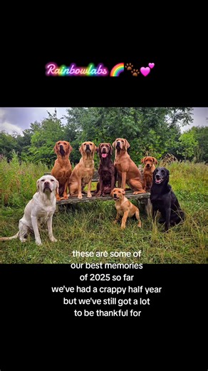 thelabradorlady on TikTok