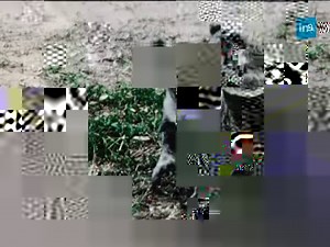 Tout ce que vous avez toujours voulu savoir sur le koala 🐨 En 1972, des caméras se fondent dans la communauté marsupiale d’Australie pour nous immerger dans la vie secrète des koalas : un commentaire d’époque apaisant pour des images tellement mignonnes ! | INA