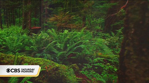 Mass timber is being used in place of cement or steel to build everything from skyscrapers to airports, including Portland's new airport. Jeff Glor takes a look at how it's made and the benefits and challenges surrounding the mass timber movement. | CBS Mornings