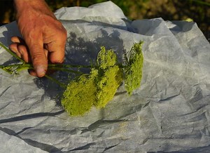 Récolter les graines de carottes pour les futurs semis