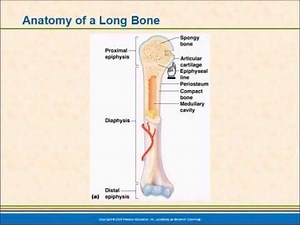 structure of long bones