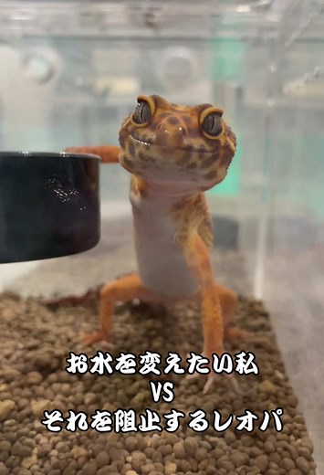 レオパードゲッコーの日常とその魅力