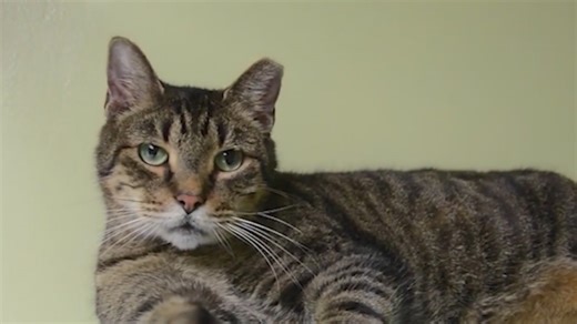 Cat disease challenges what scientists thought about coronaviruses