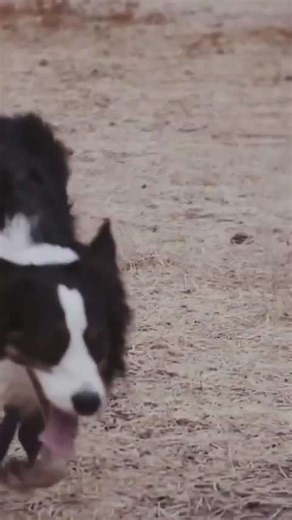 Border collies and Australian cattle dogs